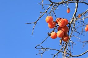 Harvest of persimmon