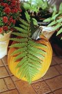 orange pumpkin and fern