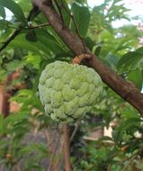 Cherimoya or Annona cherimola