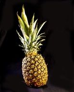 appetizing Pineapple Fruit