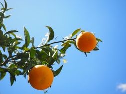 two ripe oranges on the branch