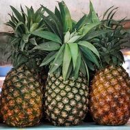 Picture of Pineapples