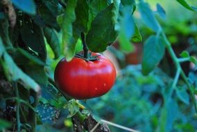 scarlet tomato on a branch