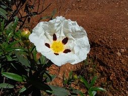 gum rockrose, laudanum, white Flower of cistus