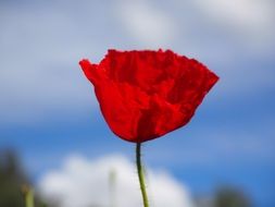 red poppy on the blue sky background