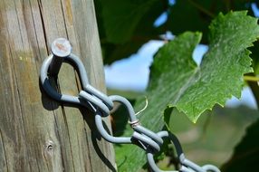 vine on a sunny day on a blurred background