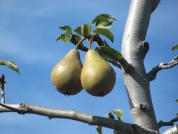 green pears on a tree branch