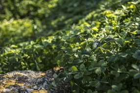 green Clover Field