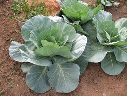 lot of cabbage in the garden in the garden