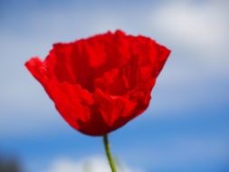 poppy on the blue sky background