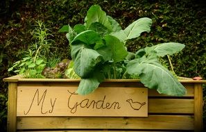 Different green vegetables are growing in the garden