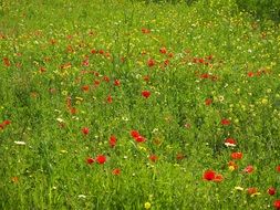 meadow with red poppies