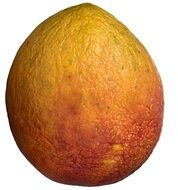 shriveled orange mango