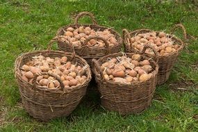 Harvest of the patatoes in the basket