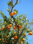 ripe orange fruits on the tree