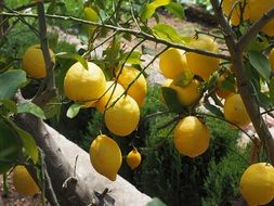 ripening lemons on the tree