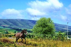 horse and beautiful mountain landscape