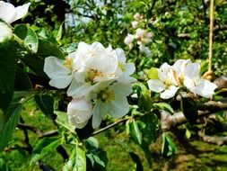 white apple blossom on a tree branch close-up on blurred background