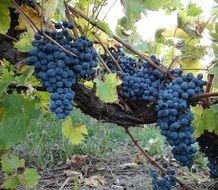 black grape harvest on the farm