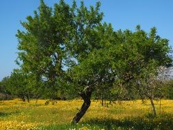 Olive Tree in Grove