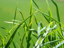 Green grassed meadow