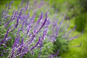 purple Lavender Flowers in Field closeup