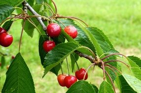 red cherries and green leaves on a branch