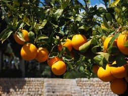 ripening oranges in the garden