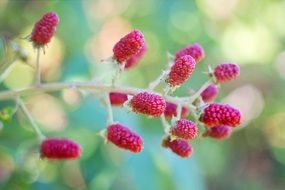 bush with raspberries