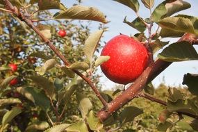 red apples in the orchard