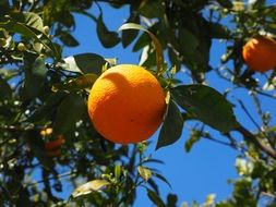 sweet orange ripening on the tree