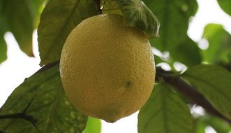 ripe lemon on a branch