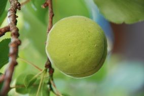 Closeup picture of green apricot grows on a tree