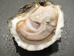 Oyster Seafood Danish