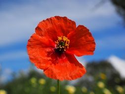 open red poppy against the sky