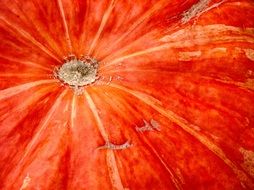 orange pumpkin closeup