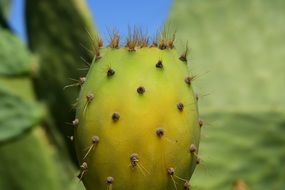 Cactus Prickly Pear close