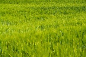 green wheat field under sunshine