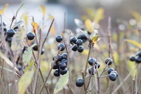 black berries on a bush in the forest