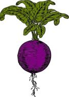 blue beet drawing