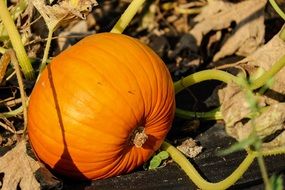 pumpkin in the garden bed