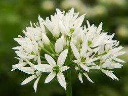 White bear's garlic flowers in spring