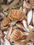 Shellfishes and other seafood in the market