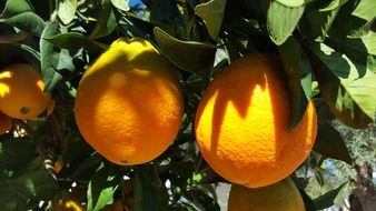 oranges on branches in the shade and light