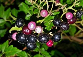 peppervine berries