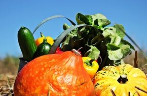 Thanksgiving colorful Pumpkins Cucumbers green