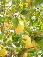 lemon plantation