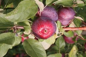 red small apples in the orchard