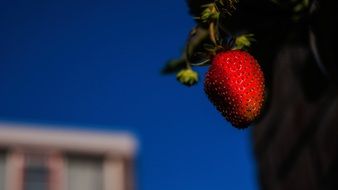 red strawberry on the background of the building