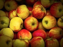fresh harvested apples